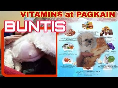 aso kinantot|NABUNTIS NG ASO .